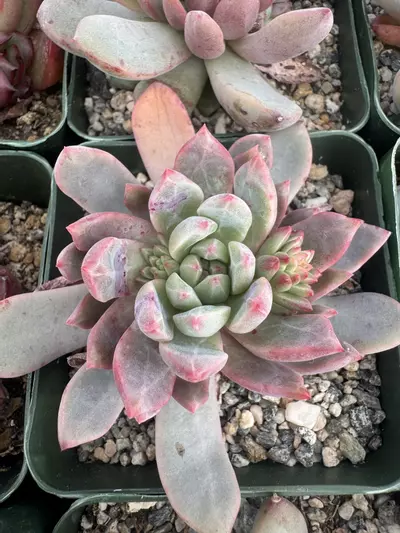 plant/4’ E hybird-0-thumbnail