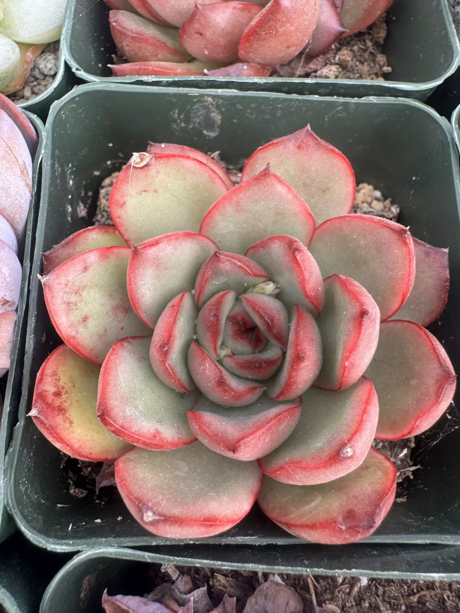 plant/4’ E Solida-0