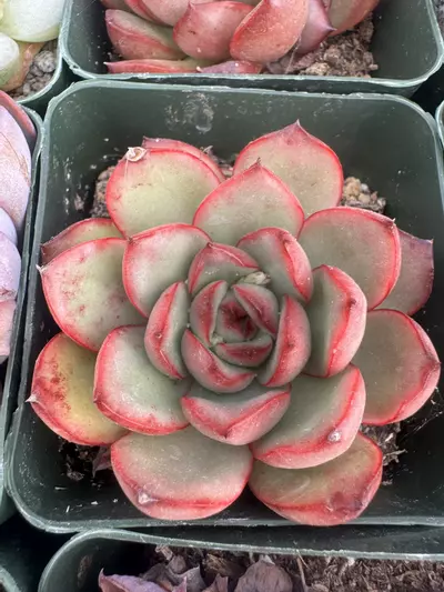 plant/4’ E Solida-0-thumbnail