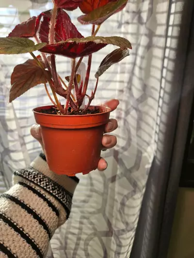 plant/Harmony begonia U508-2-thumbnail