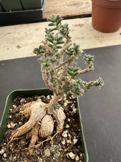 plant/4’ Trichodiadema Bulbosum-2-thumbnail