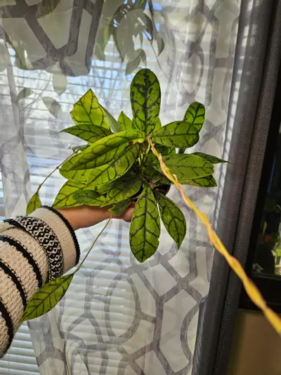 plant/Hoya callistophyla black cat-2-thumbnail