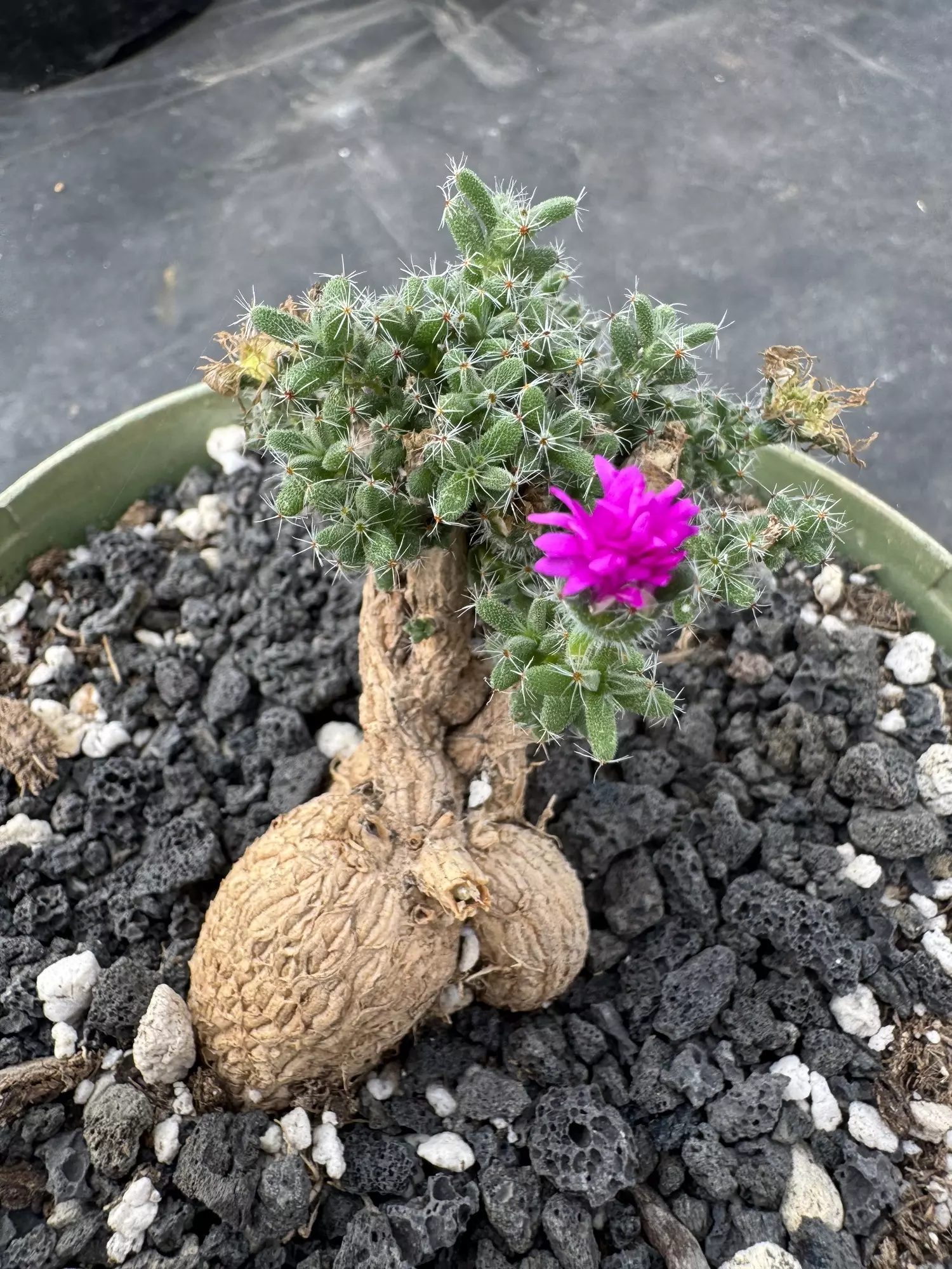 plant/Trichodiadema Bulbosum-0