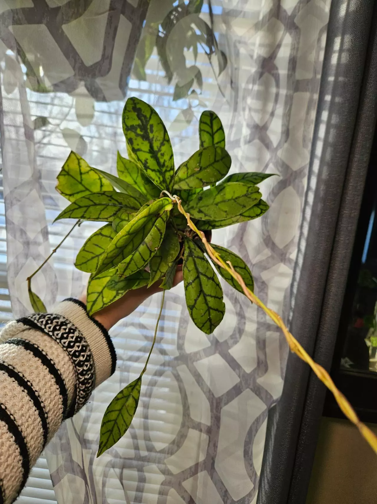 plant/Hoya callistophyla black cat-0