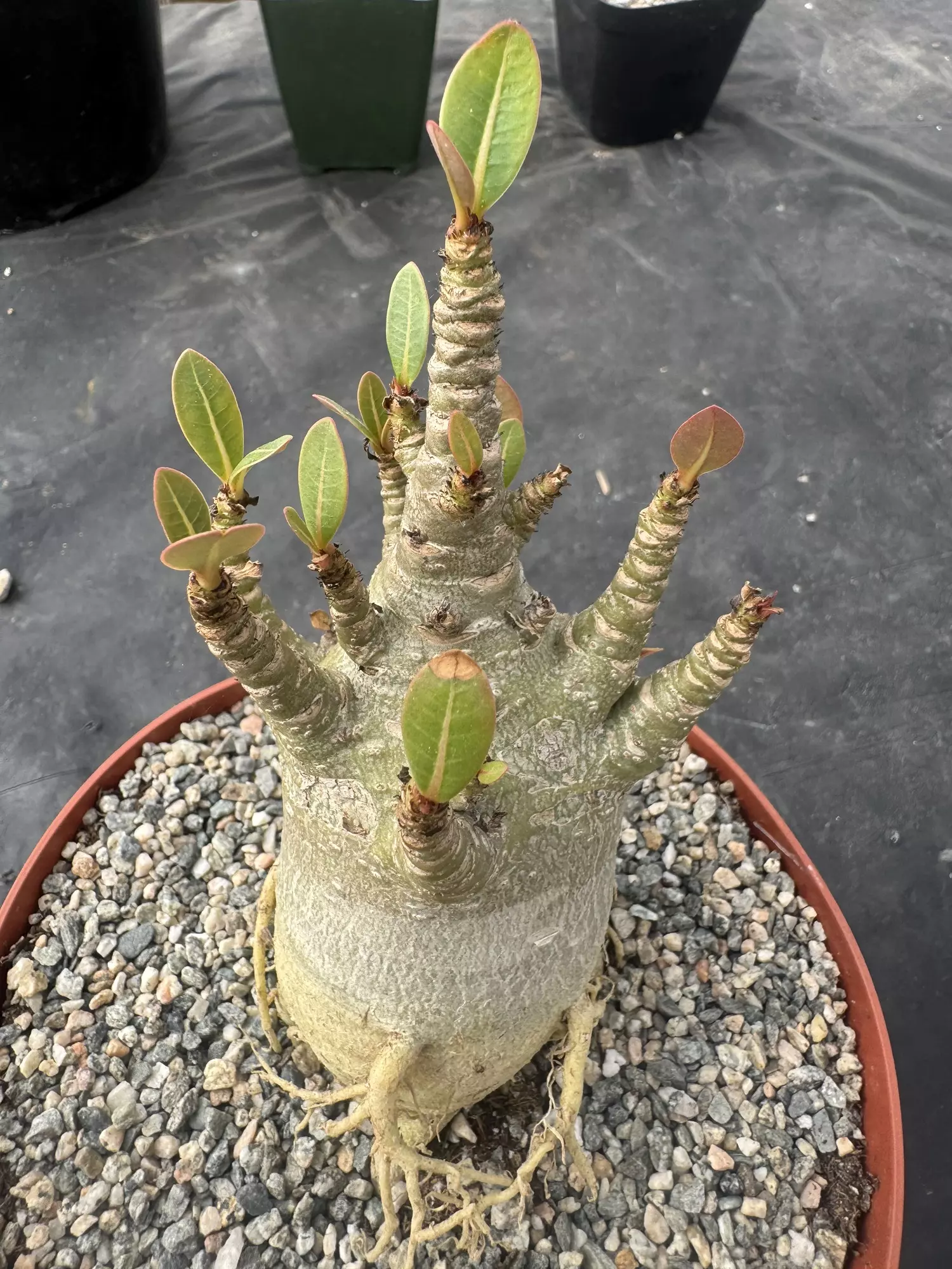 plant/Adenium arabicum-0