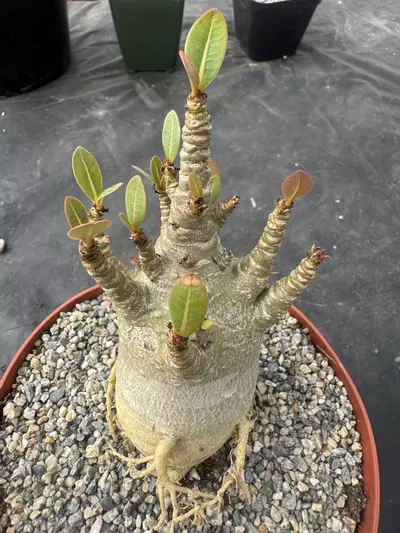 plant/Adenium arabicum-0-thumbnail