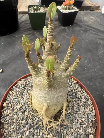 plant/Adenium arabicum-1-thumbnail