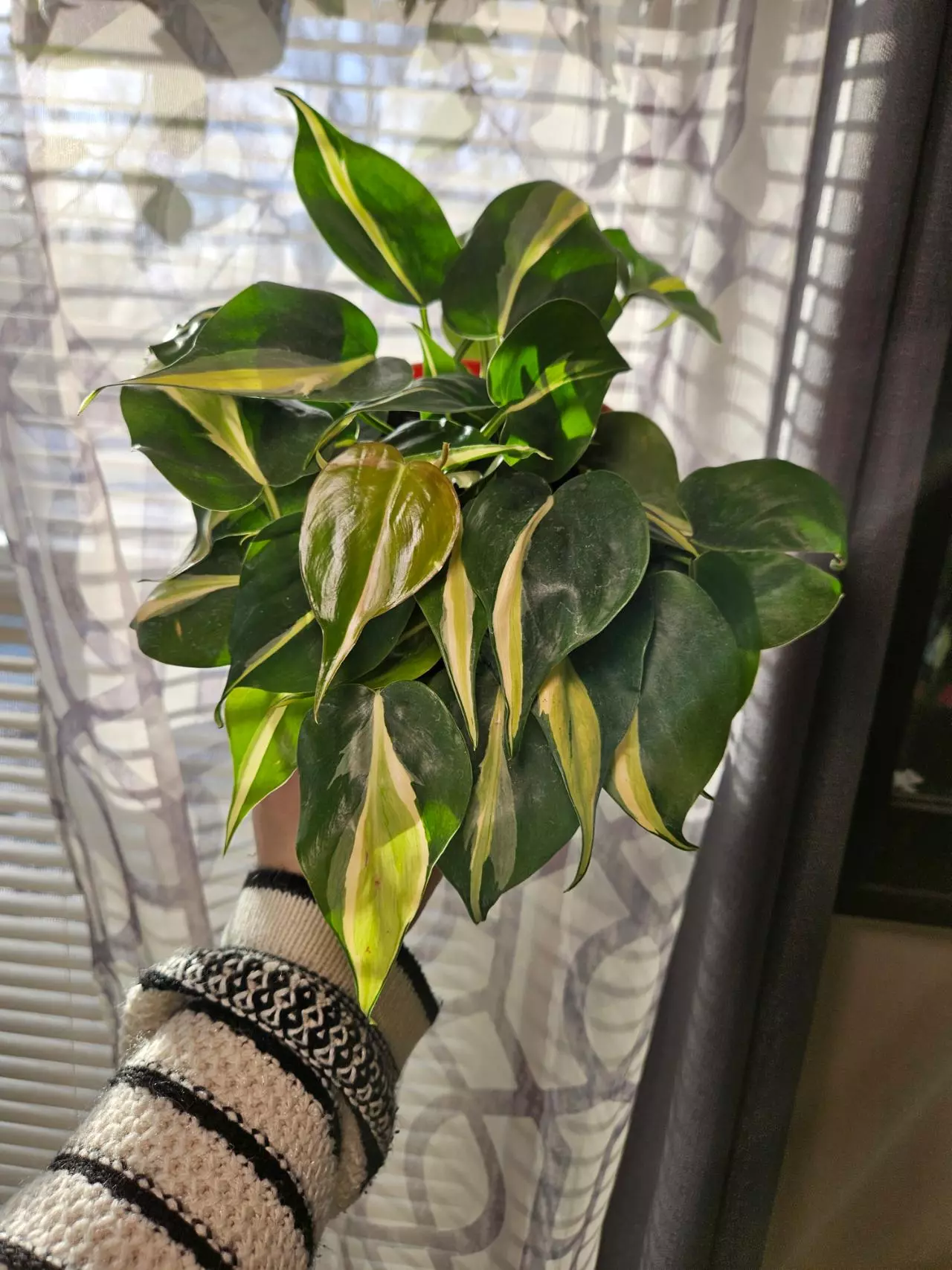 plant/Philodendron silver stripe 6"-3