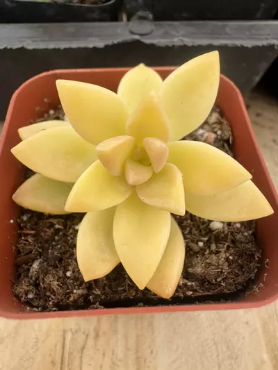 plant/2’ Variegated Titu bans-0-thumbnail
