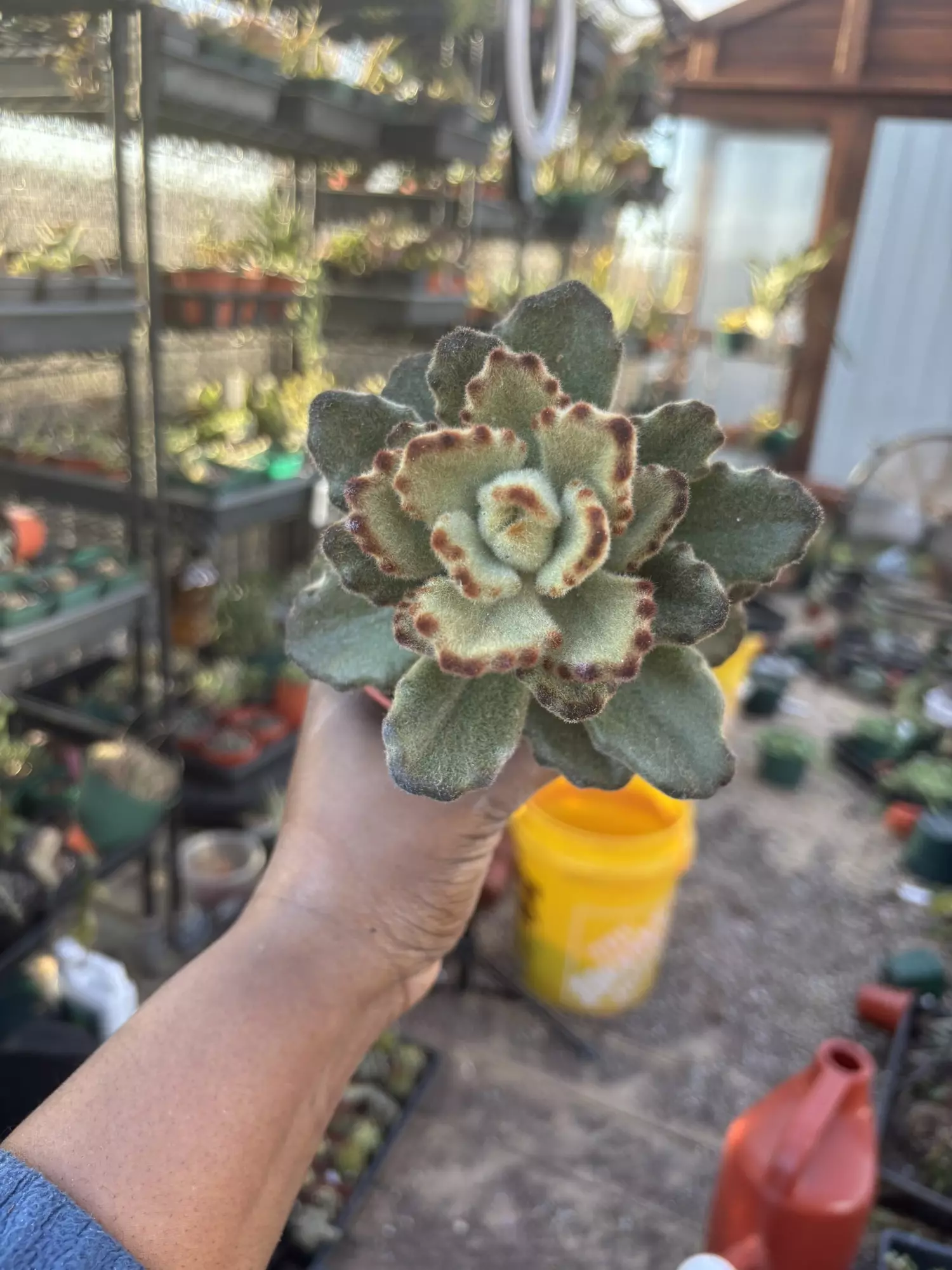 plant/Kalanchoe teddy bear-0