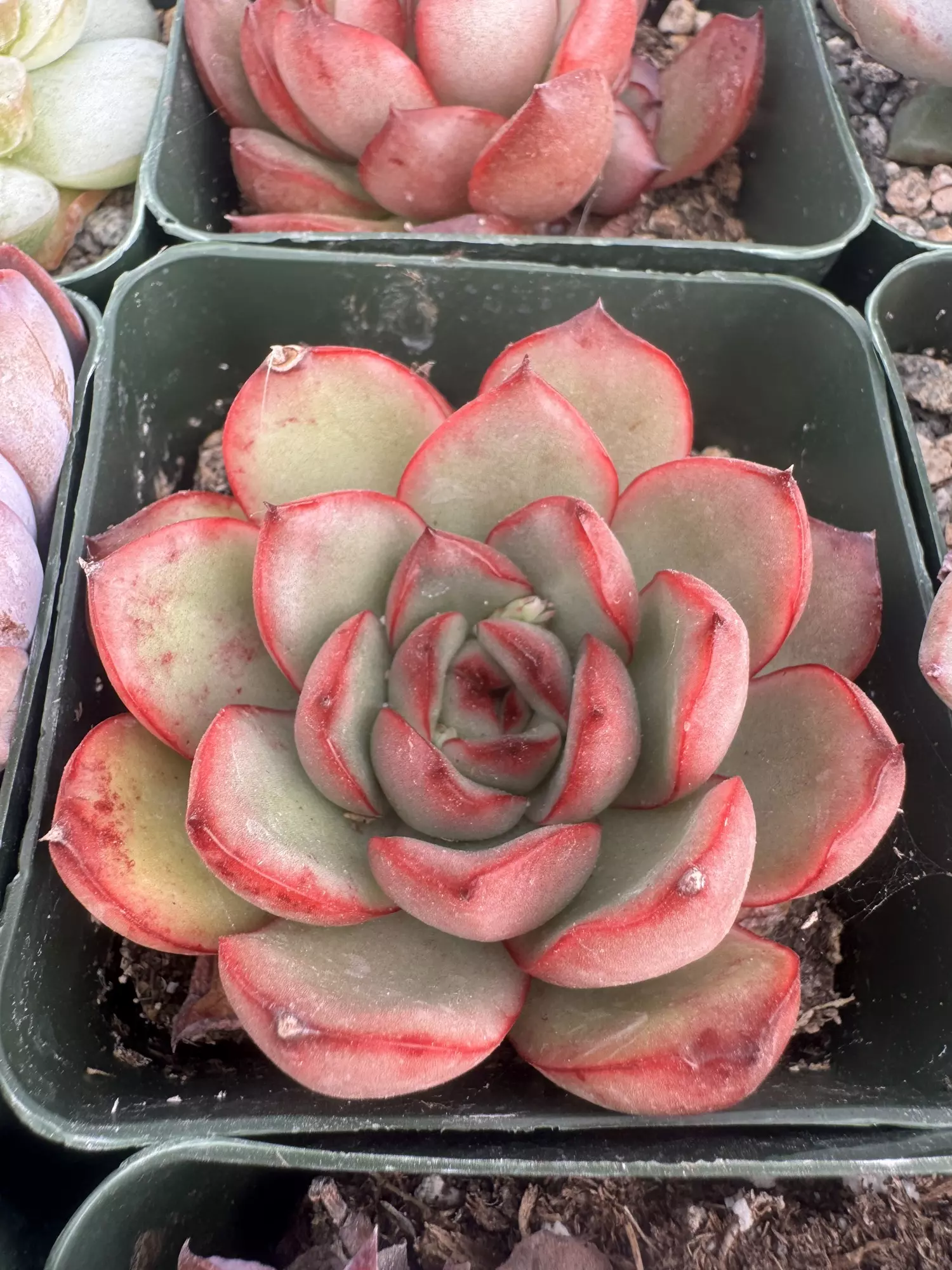 plant/4’ E Solida-1