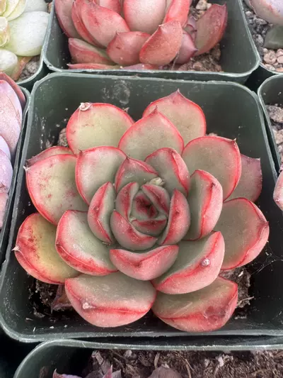 plant/4’ E Solida-1-thumbnail