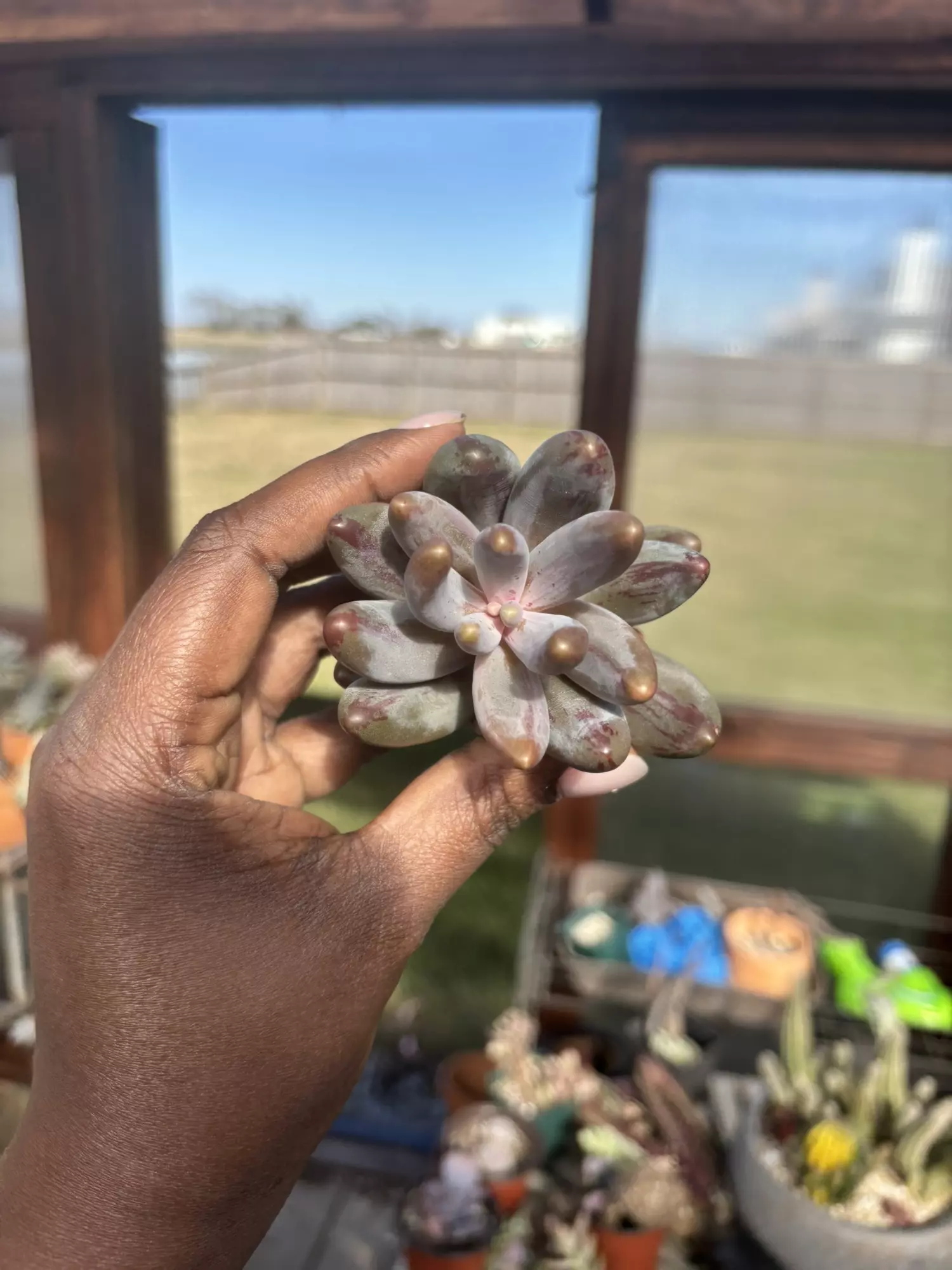 plant/Pachysedum ghauzou Variegated-0