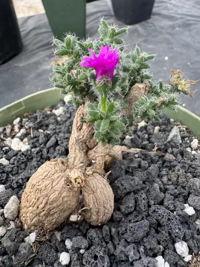 plant/Trichodiadema Bulbosum-1-thumbnail