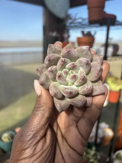 plant/Echeveria pena-0-thumbnail