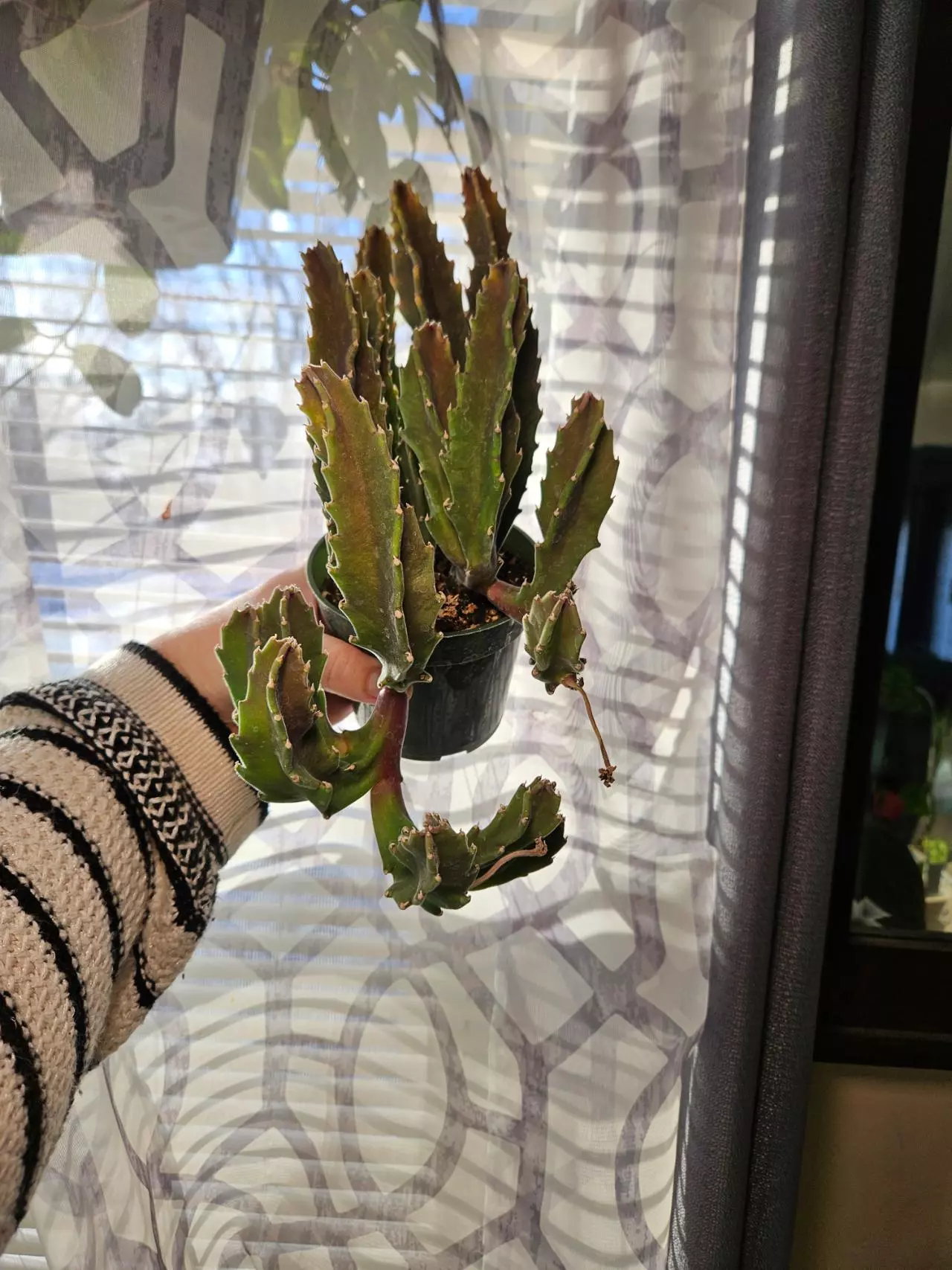 plant/Stapelia Gigantea Stinky Flower-0