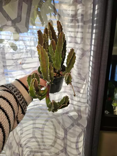 plant/Stapelia Gigantea Stinky Flower-0-thumbnail