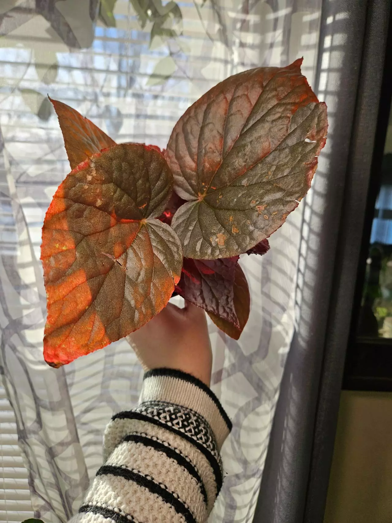 plant/Harmony begonia U508-0