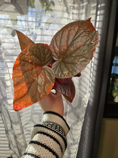 plant/Harmony begonia U508-0-thumbnail