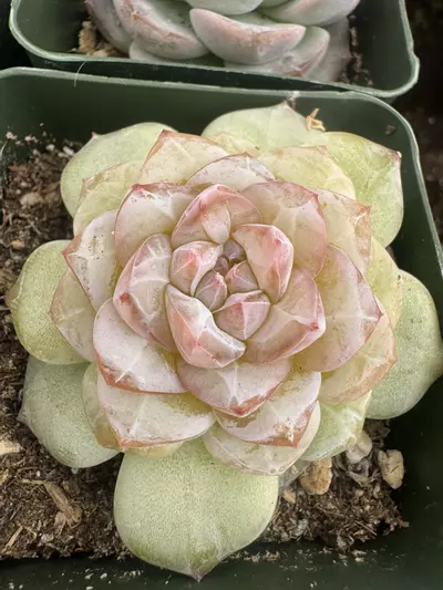 plant/4’ E Anda-1-thumbnail