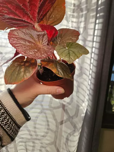 plant/Harmony begonia U508-3-thumbnail