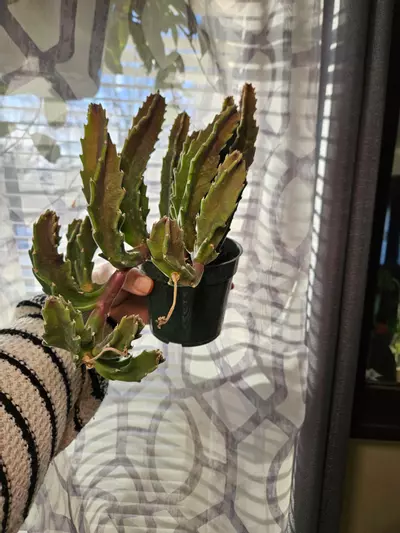 plant/Stapelia Gigantea Stinky Flower-2-thumbnail