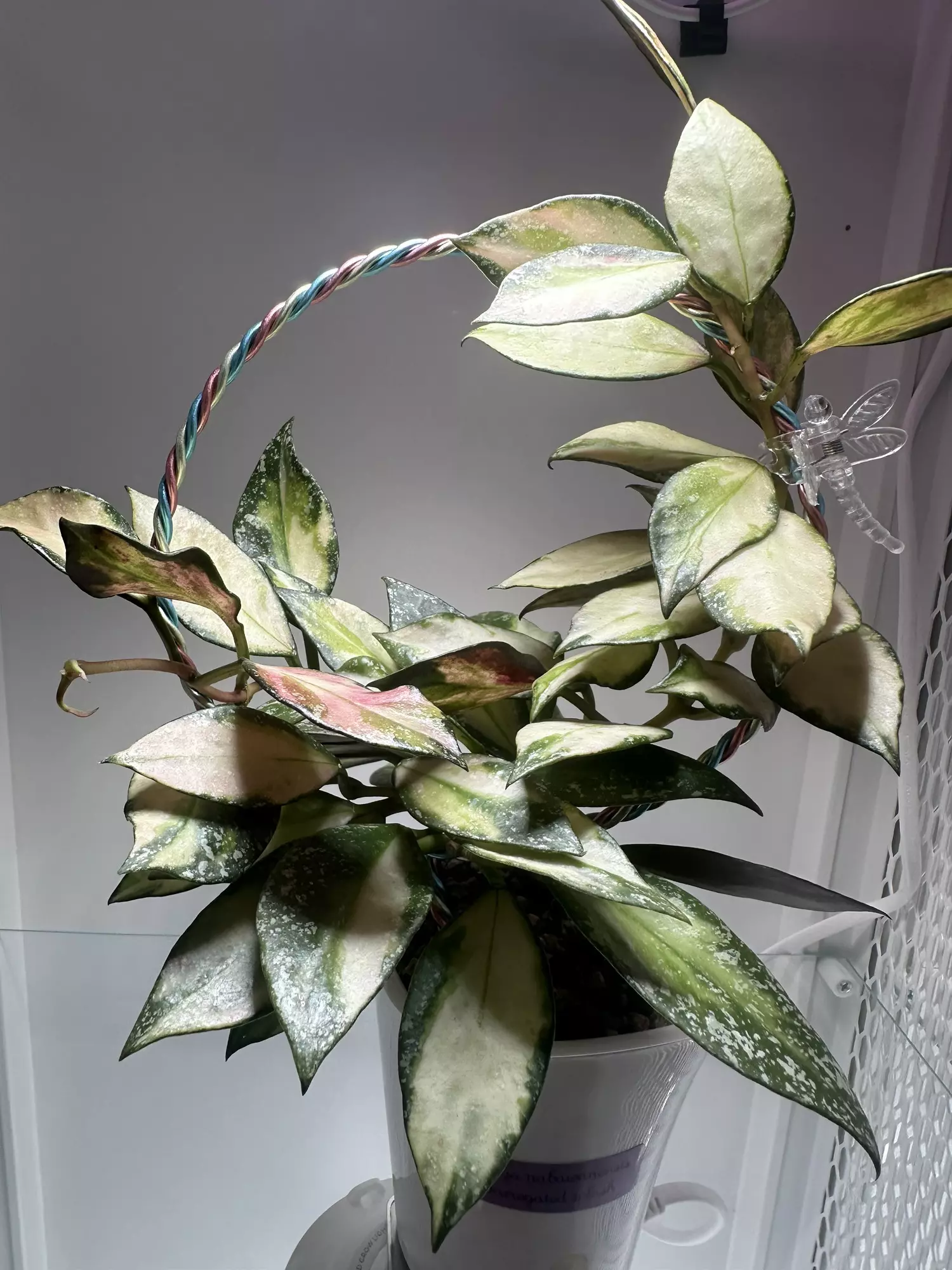 plant/Cutting only Hoya nabawanensis variegated-1