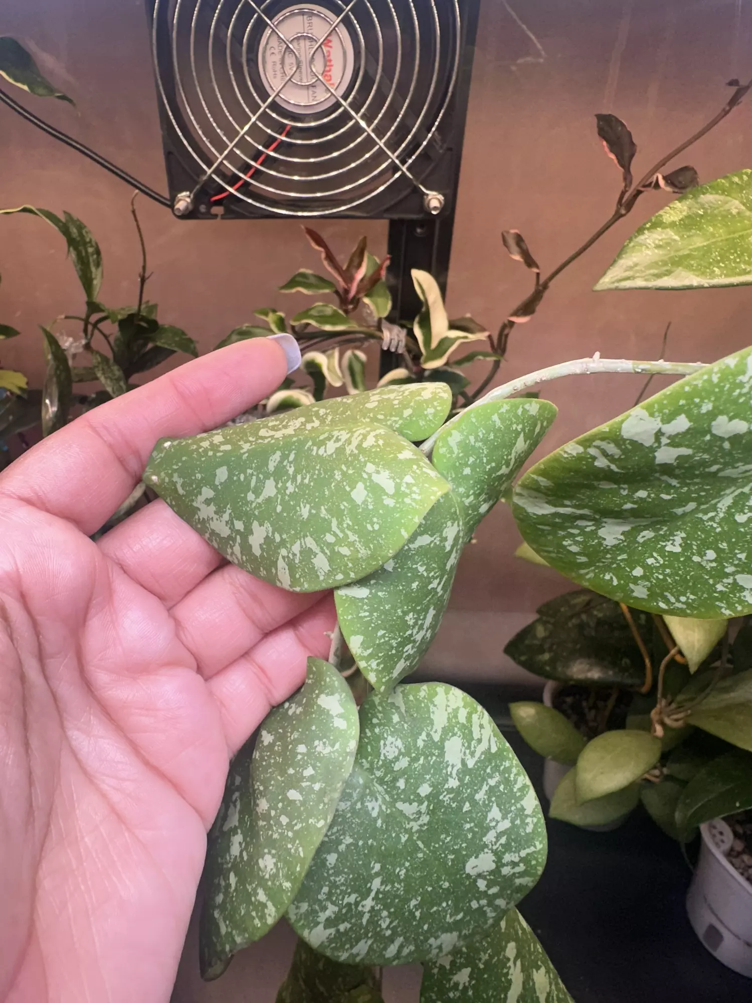 plant/Hoya WRX 103-102-1
