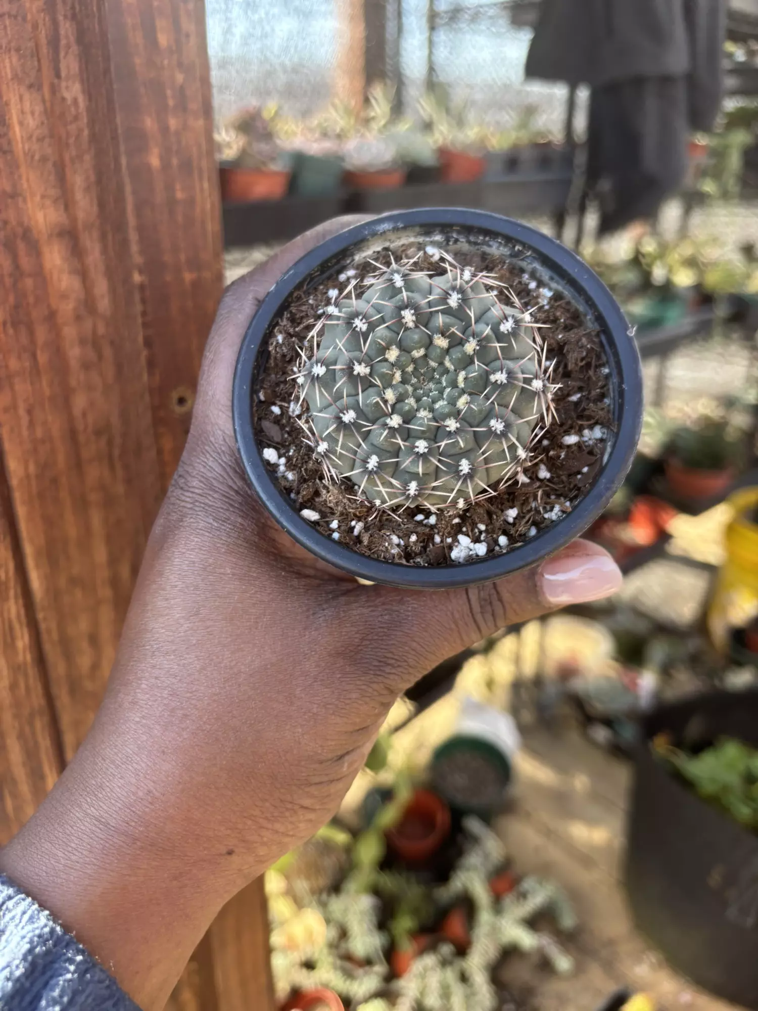 plant/Gymno baldanium -0