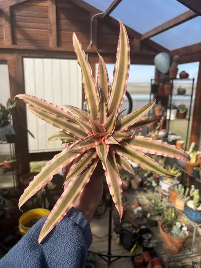 plant/Cryptanthus strawberry-0-thumbnail