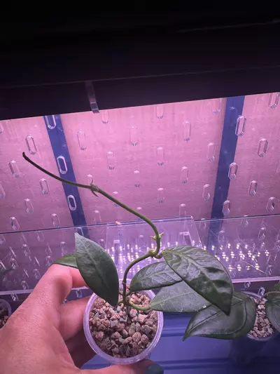 plant/Hoya apoensis starter in Pon-1-thumbnail