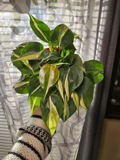 plant/Philodendron silver stripe 6"-1-thumbnail