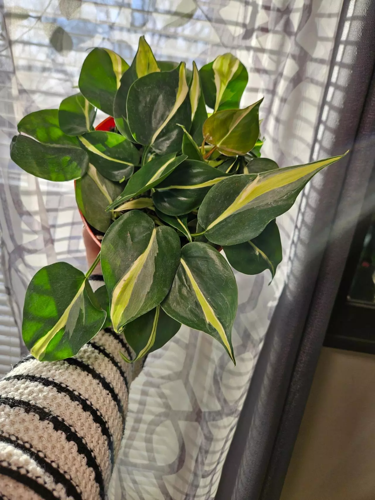 plant/Philodendron silver stripe 6"-0