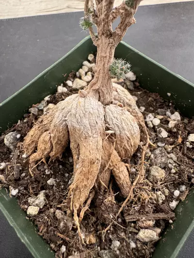 plant/4’ Trichodiadema Bulbosum-1-thumbnail