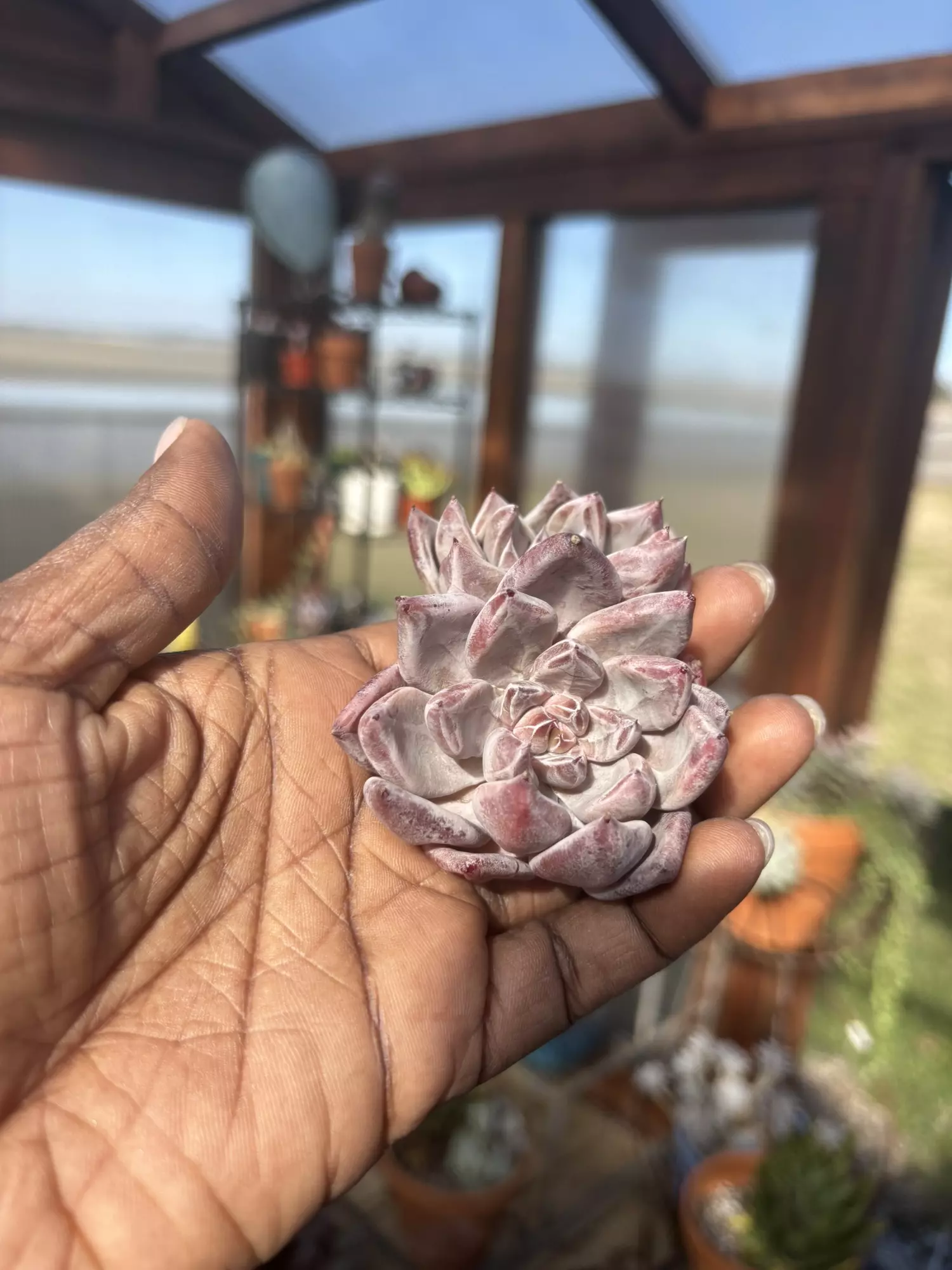 plant/Echeveria pena double -0