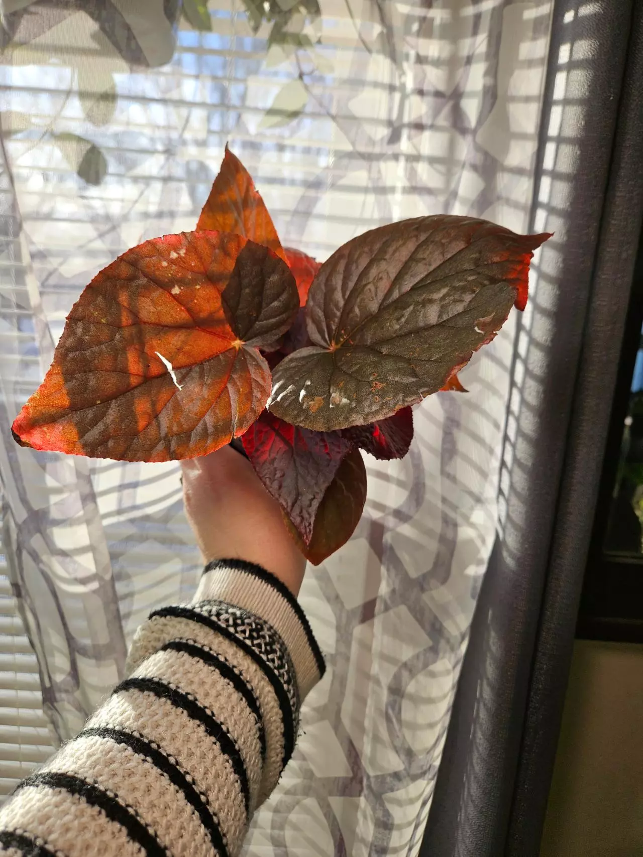 plant/Harmony begonia U508-1