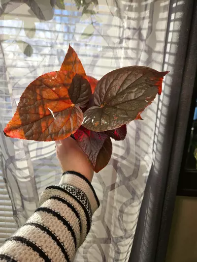 plant/Harmony begonia U508-1-thumbnail