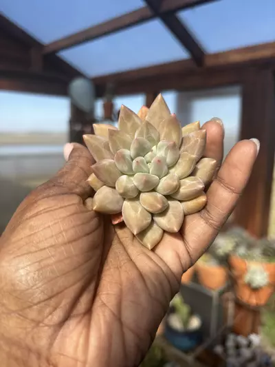 plant/Can’t remember! -0-thumbnail