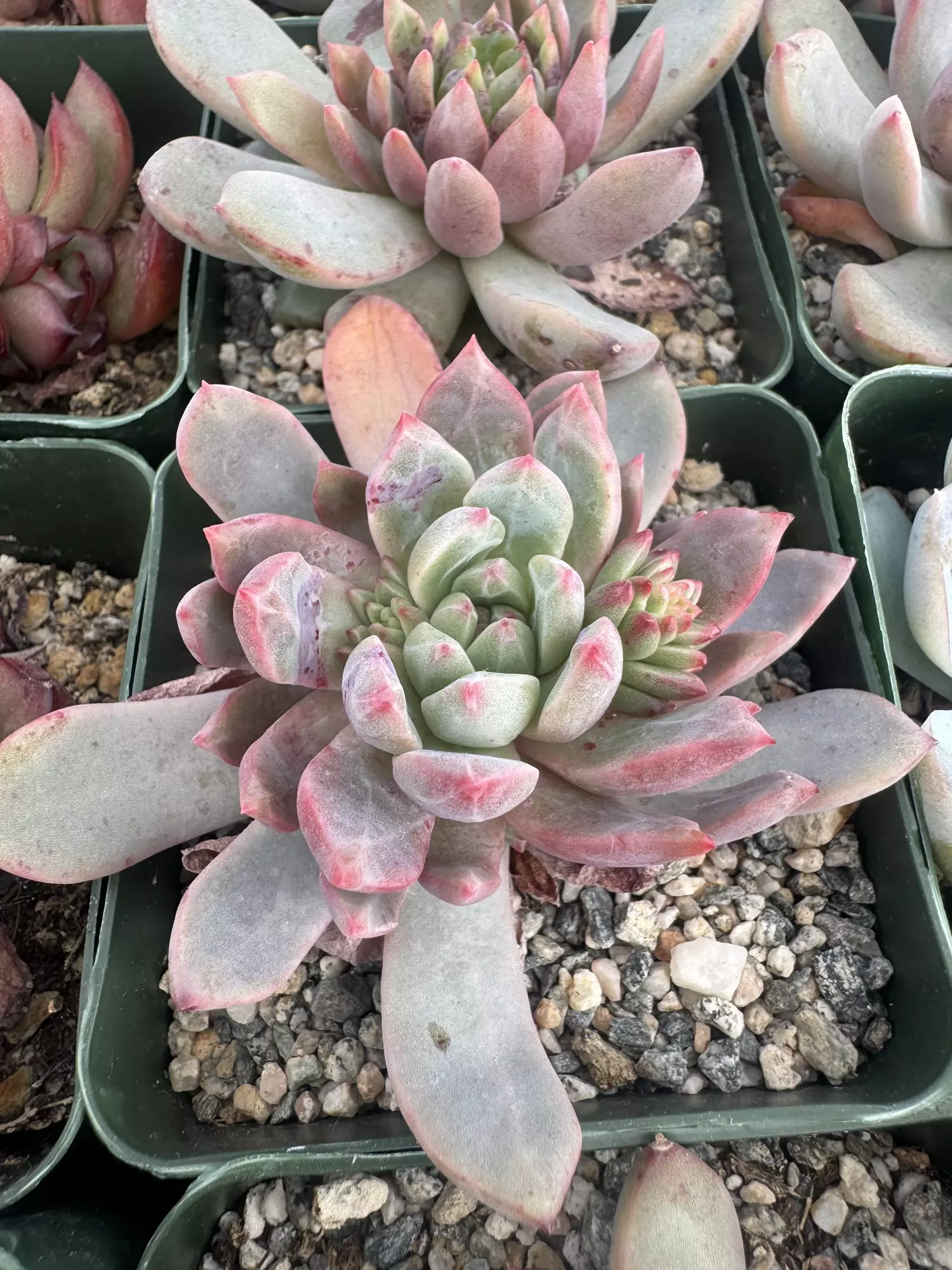 plant/4’ E hybird-1