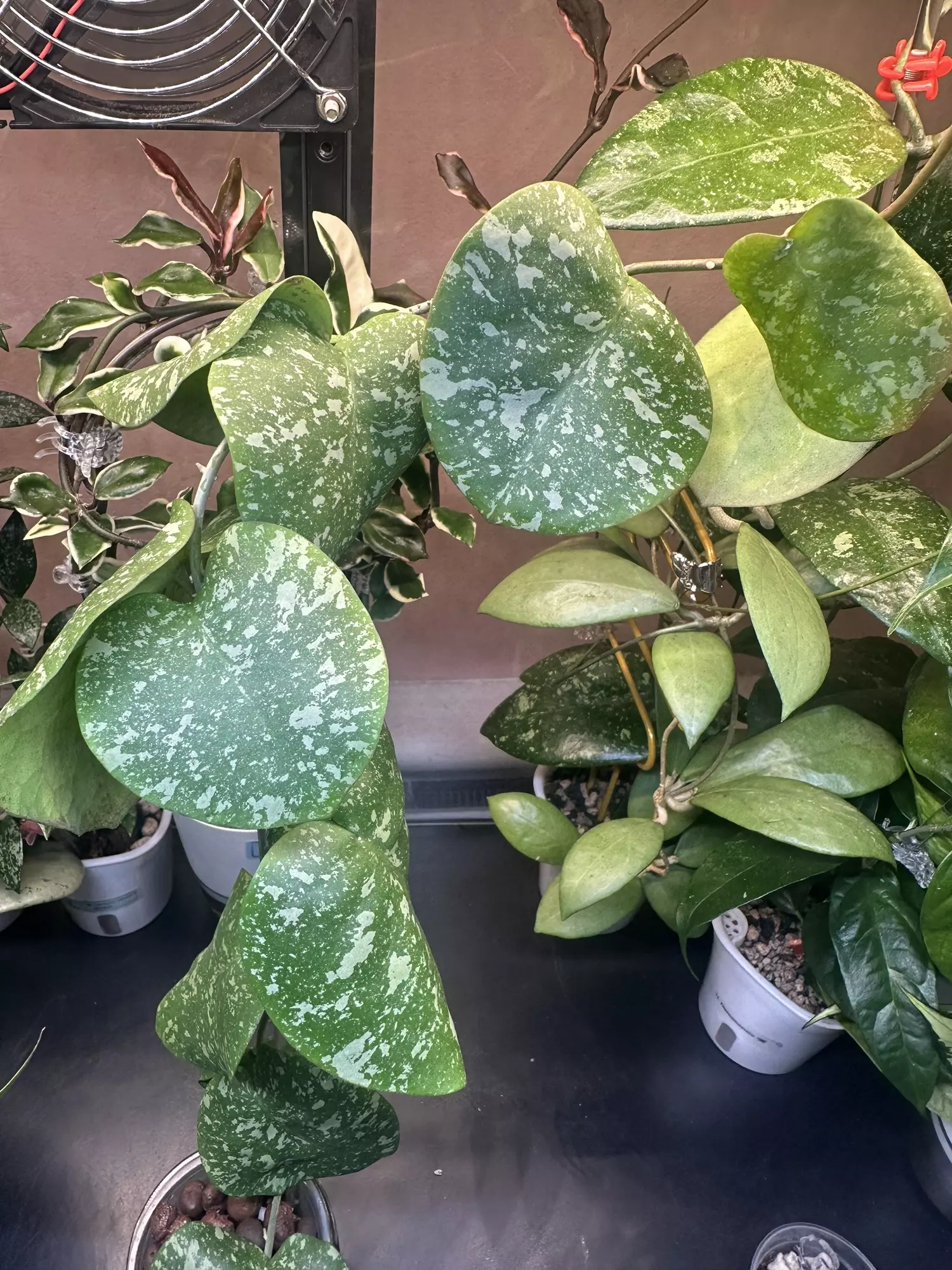 plant/Hoya WRX 103-102-0