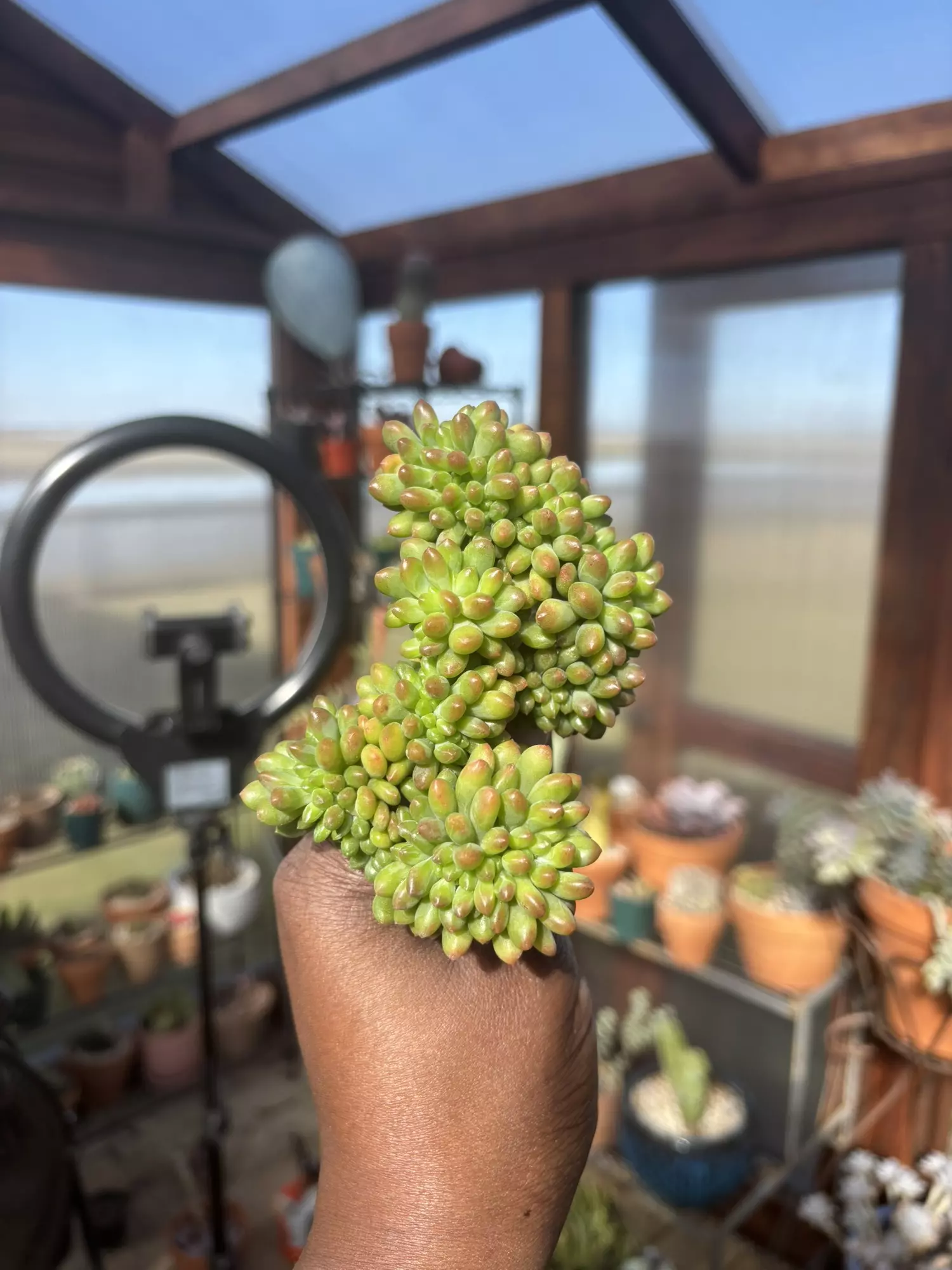 plant/Sedum cornephyllum cristata B-0