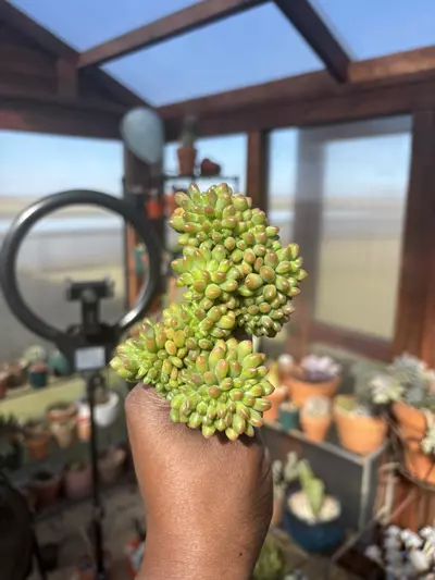 plant/Sedum cornephyllum cristata B-0-thumbnail