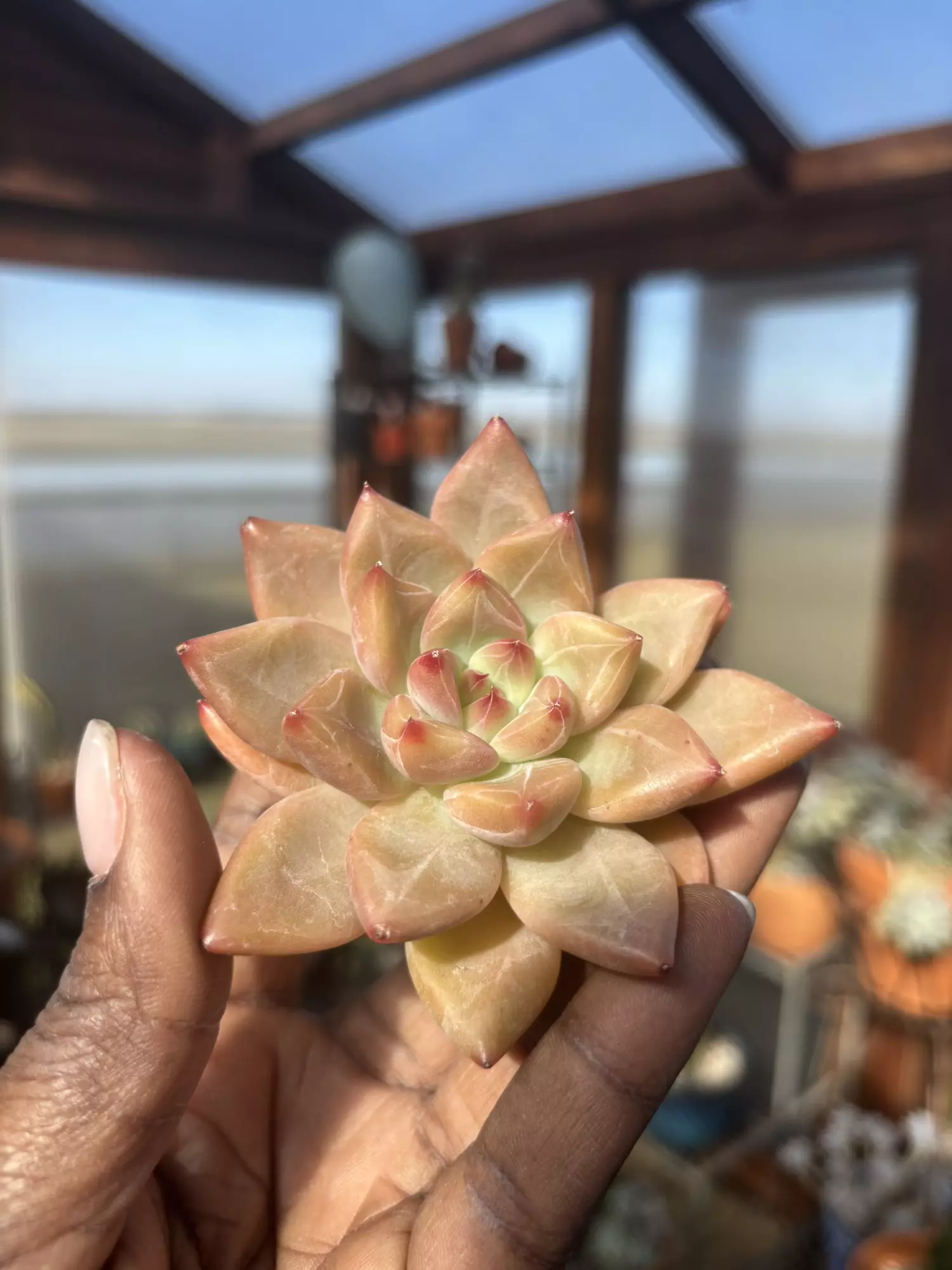 plant/Echeveria peach blossom-0