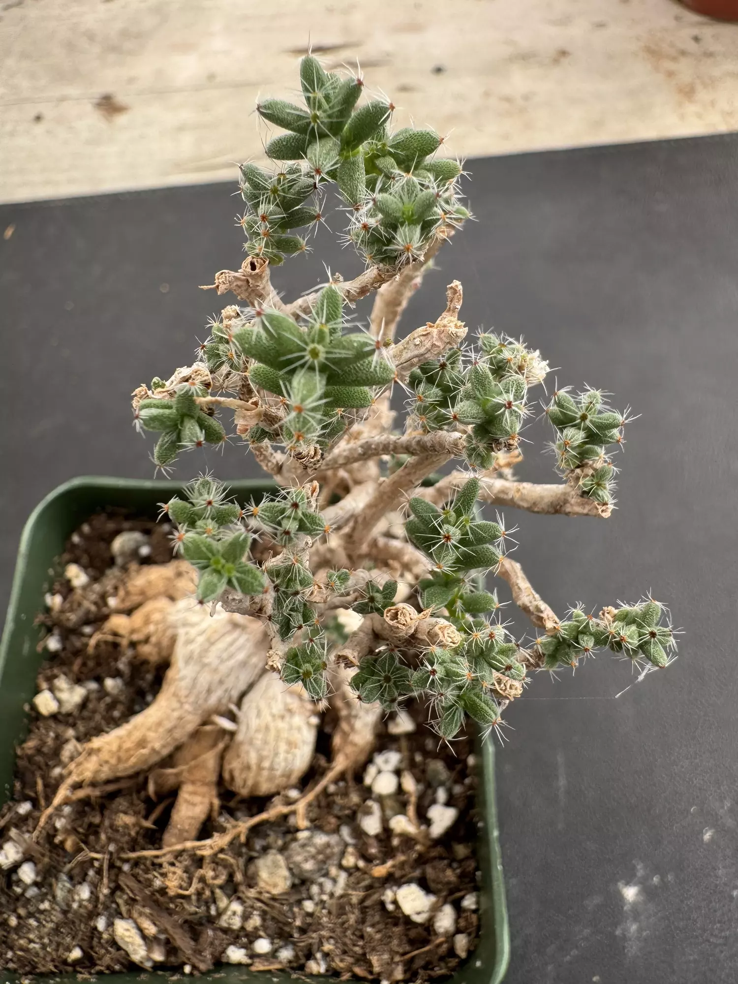 plant/4’ Trichodiadema Bulbosum-0