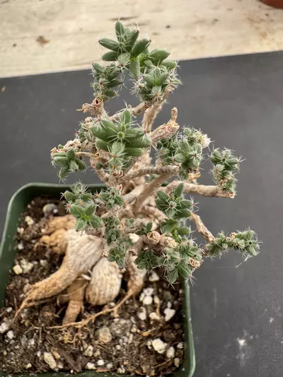 plant/4’ Trichodiadema Bulbosum-0-thumbnail