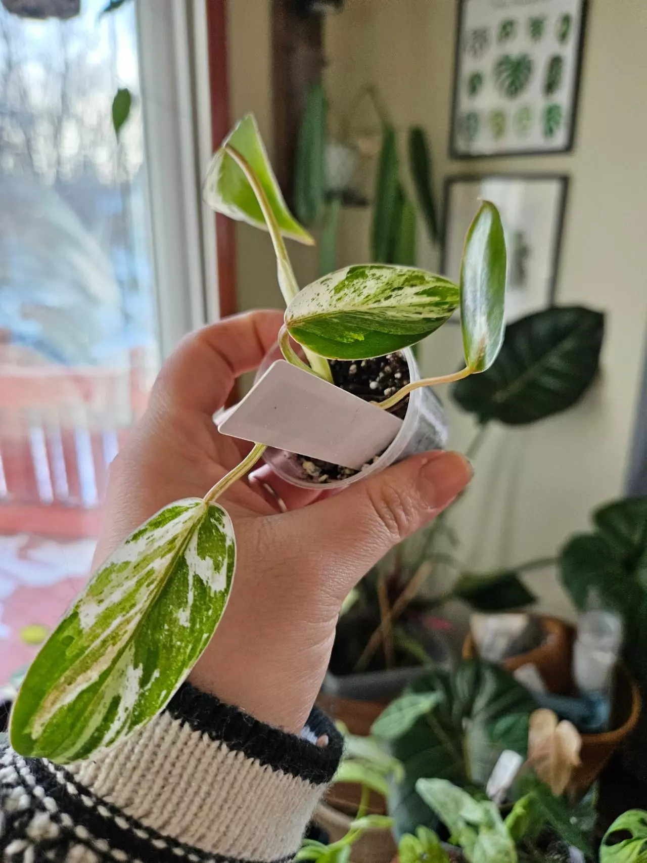 plant/Philodendron emerald king-2