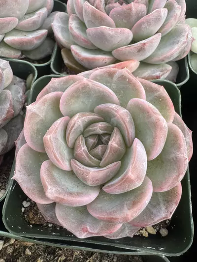 plant/4’ E purpusa-0-thumbnail