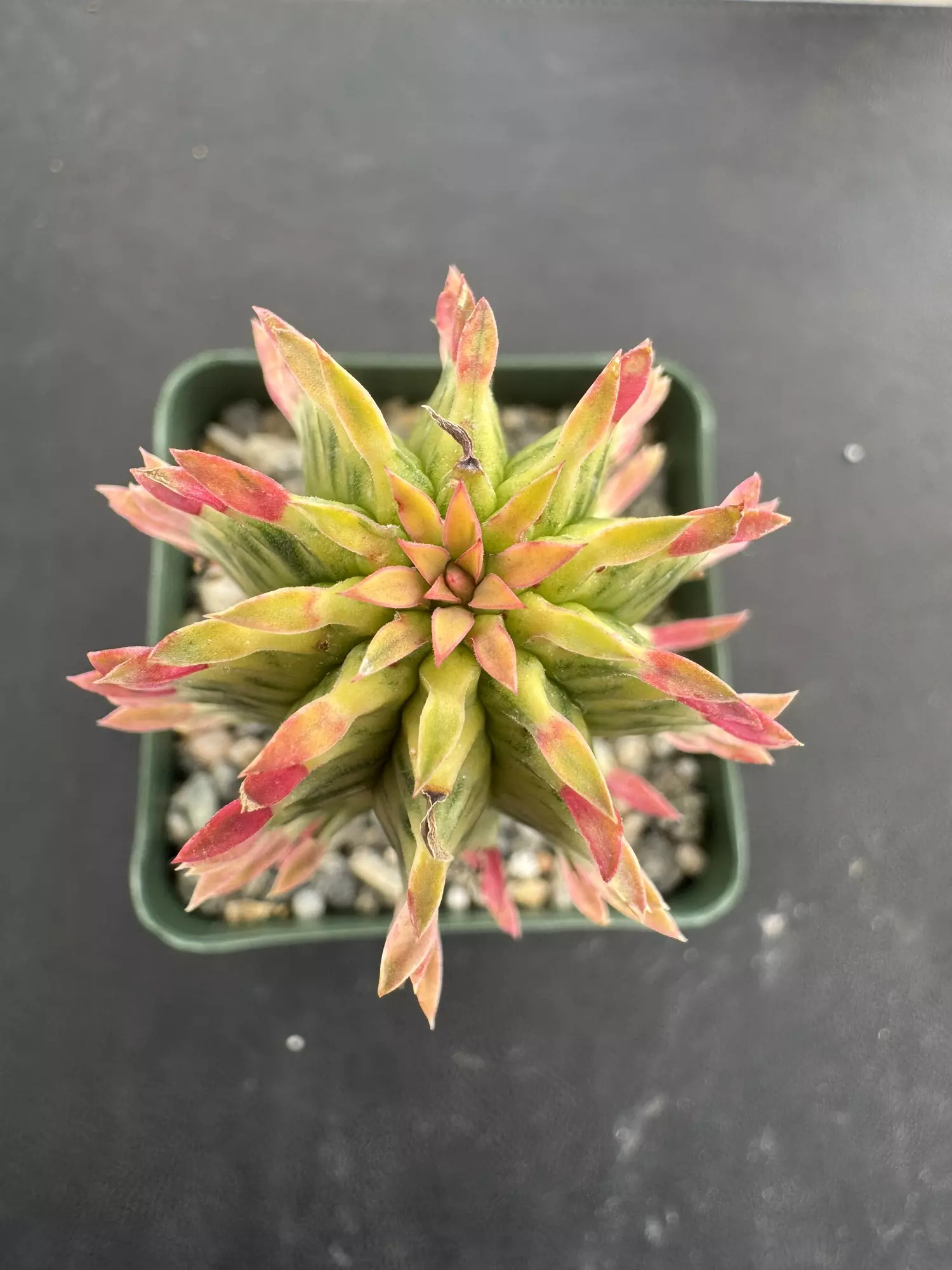 plant/4’ Variegated euphorbia mammillaris corn cob-0