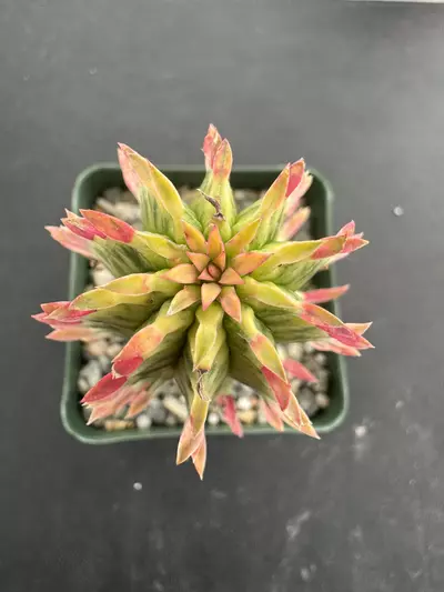 plant/4’ Variegated euphorbia mammillaris corn cob-0-thumbnail