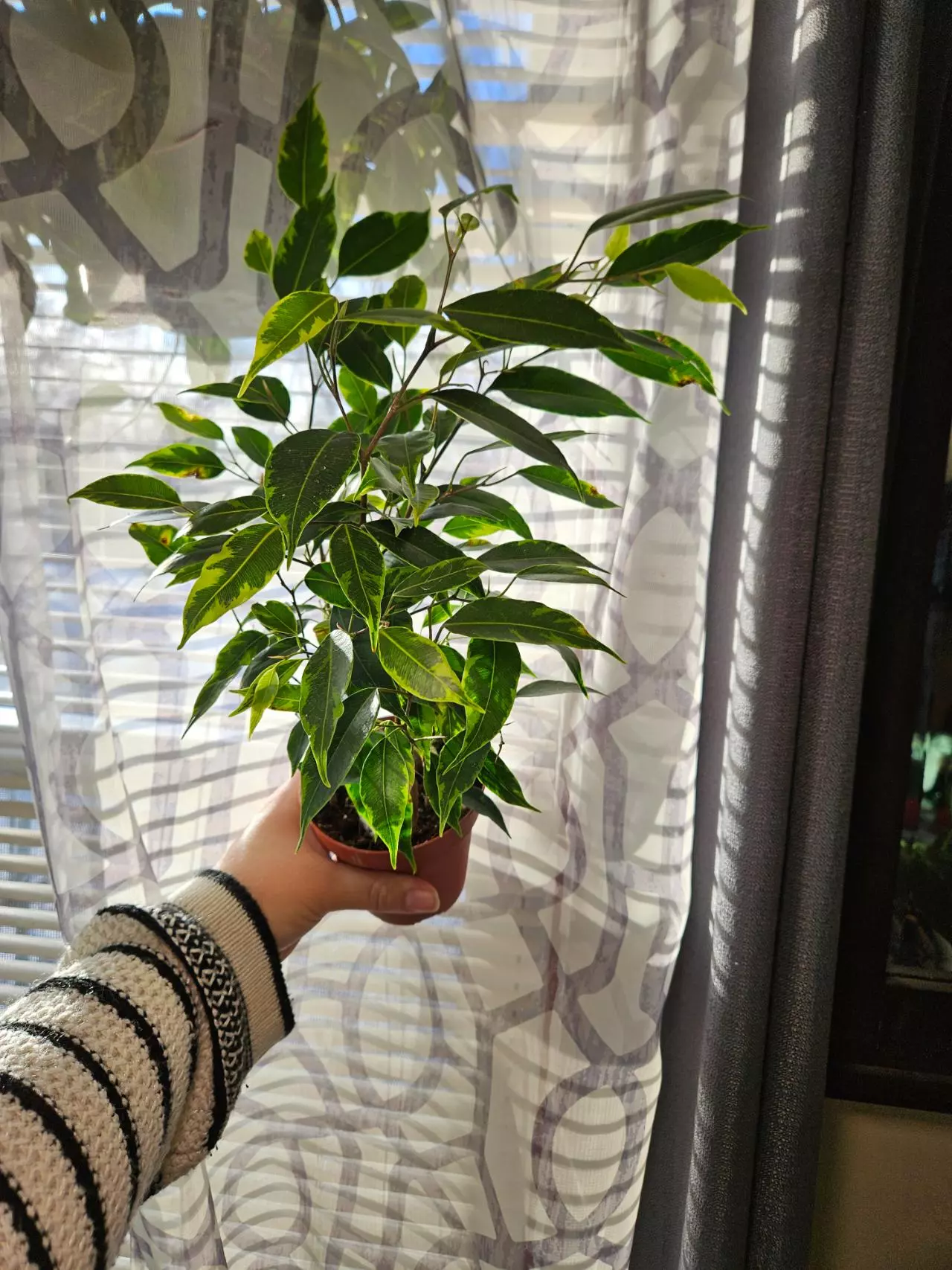 plant/Ficus benjamina Anastasia [aurea verigation]-1